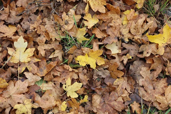Žluté listí na zemi v lese — Stock fotografie