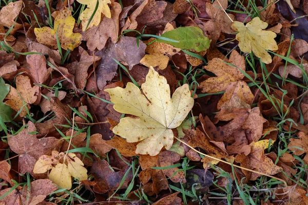 Gele bladeren op de grond in het bos — Stockfoto