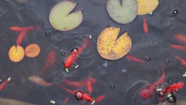 Poisson rouge dans un étang avec de la nourriture pour poissons — Video