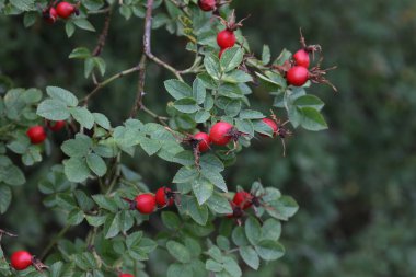 Ormandaki kırmızı gül kalçaları..
