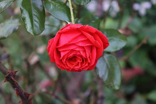 Czerwone Róże Krzewie Ogrodzie — Zdjęcie stockowe