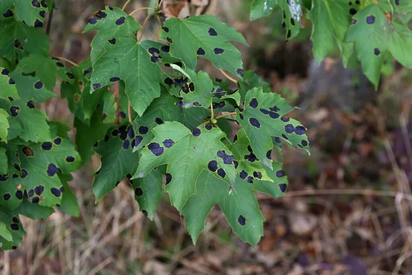 Manchas Negras Amarillas Una Hoja Arce Verde —  Fotos de Stock