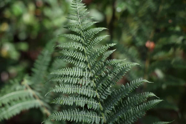 Папороть Красиві Зелені Папороті Лісі — стокове фото