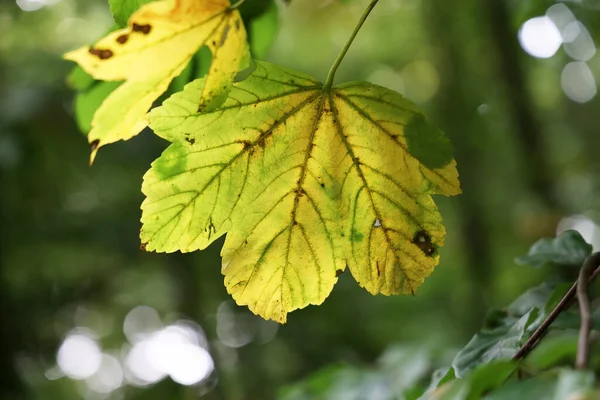 Gele Bladeren Aan Een Boom Het Bos Herfst — Stockfoto