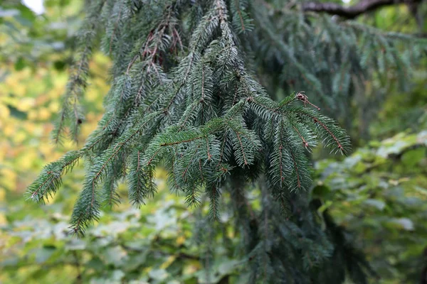 Friss Zöld Lucfenyő Ágak Erdőben — Stock Fotó