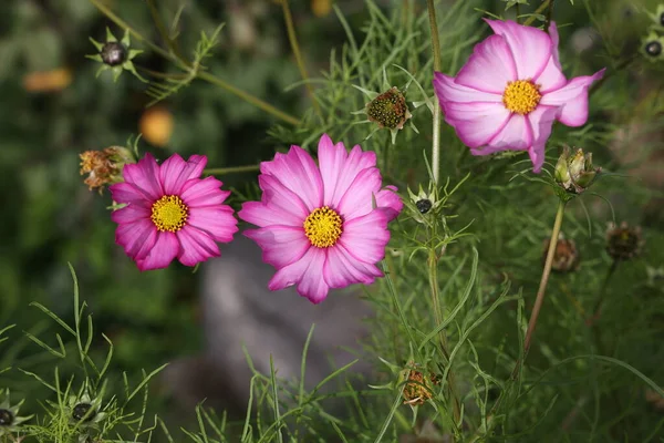 Hermosa Flor Cosmos Púrpura Sobre Fondo Oscuro —  Fotos de Stock