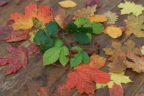 Heldere Herfstbladeren Liggen Houten Planken — Stockfoto