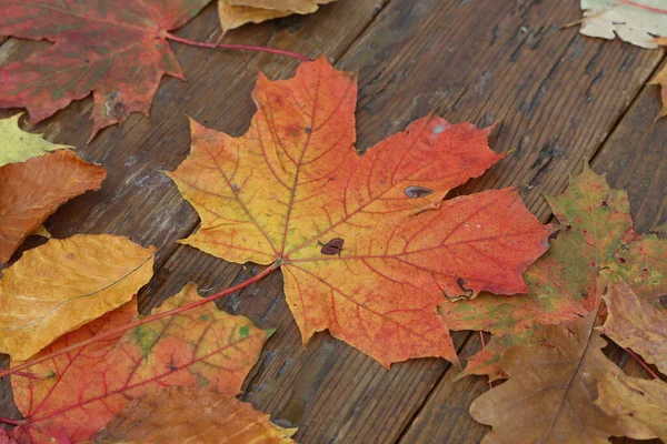 Heldere Herfstbladeren Liggen Houten Planken — Stockfoto