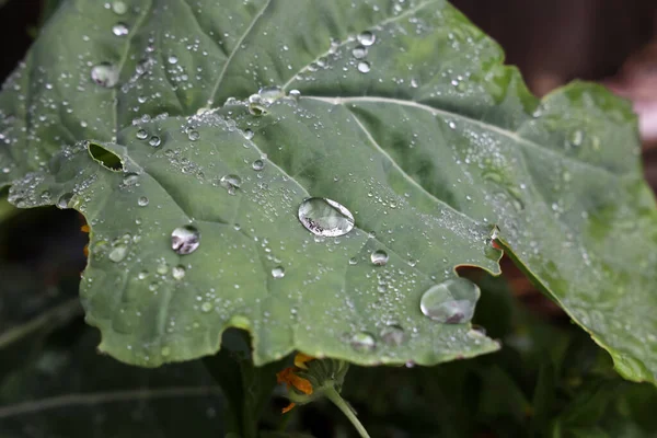 Large Drops Moisture Green Leaves Plant — Stock Photo, Image