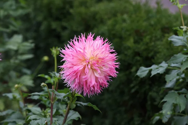 Bunga Dahlia Alami Yang Terisolasi Dengan Latar Belakang Hijau — Stok Foto