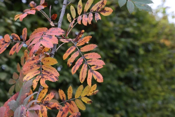 Gele Bladeren Aan Een Boom Het Bos Herfst — Stockfoto