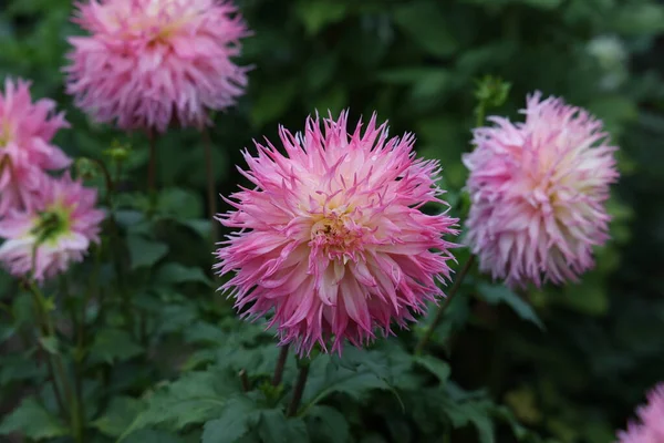 Isolated Natural Dahlia Flower Green Background — Stock Photo, Image