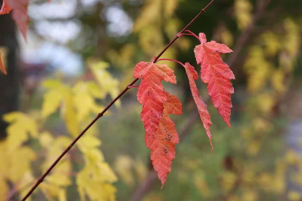 Folhas Amarelas Uma Árvore Floresta Outono — Fotografia de Stock