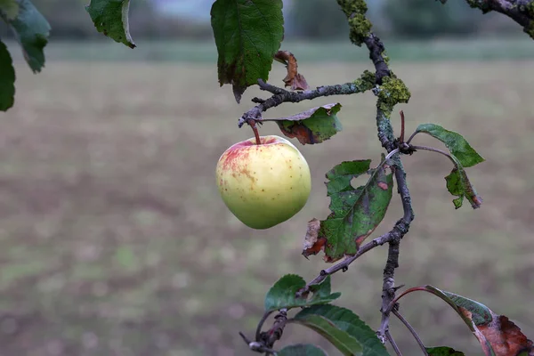 Manzana Cuelga Una Rama Árbol Jardín — Foto de Stock