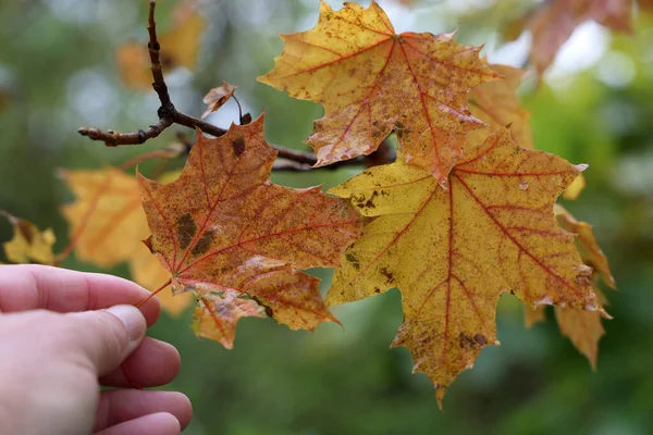 Gelbe Blätter Einem Baum Wald Herbst — Stockfoto