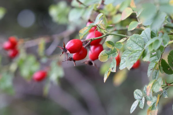 Rote Hagebutten Wald Busch — Stockfoto