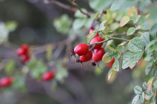 茂みの上の森の中で赤いバラの腰 — ストック写真