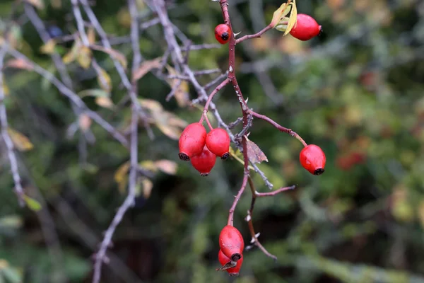 Rosa Canina Rossa Nella Foresta Sul Cespuglio — Foto Stock