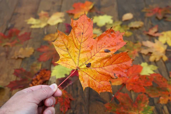 Helles Herbstlaub Liegt Auf Holzbrettern — Stockfoto
