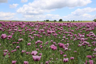 Kırmızı menekşe tarlası Yazın gelincik çiçeği.
