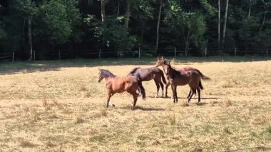 Yaz otlaklarında dört nala koşan genç atlar..