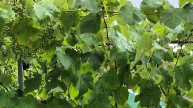 Üzüm bağlarına yağmur yağıyor..