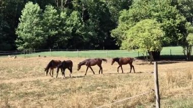 Yaz otlaklarında dört nala koşan genç atlar..