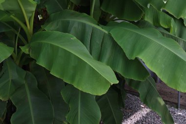 Bahçedeki muz ağacı.