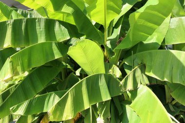 Bahçedeki muz ağacı.