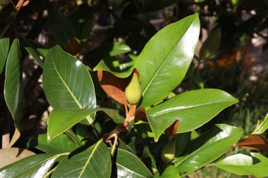 Bir manolya ağacının dalına yakın çekim