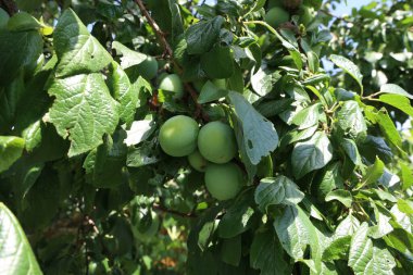 Bahçedeki bir ağaçta erikler olgunlaşıyor..