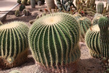 Büyük yeşil yuvarlak, uzun dikenli güzel bir kaktüs..