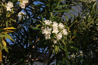 Beyaz zakkumdan bir dal..