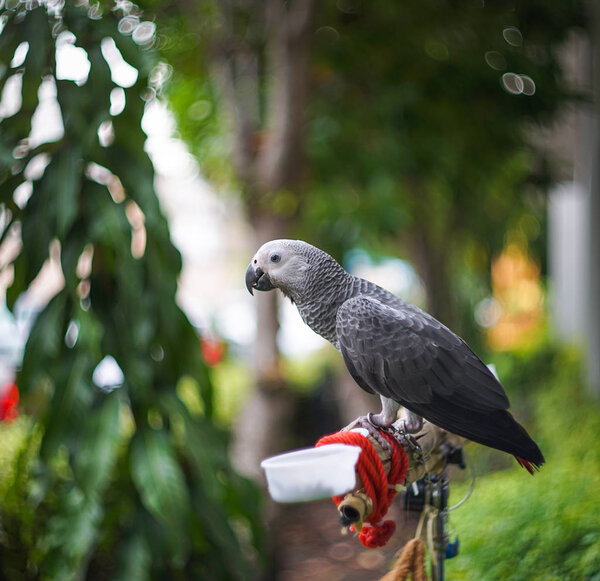 African Grey Parrot Home — Stock Photo, Image