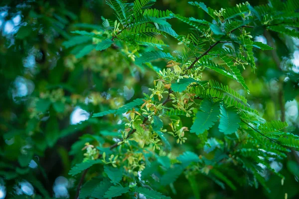 Tamarind Flowers Green Leaf Selective Focus — Stock Photo, Image