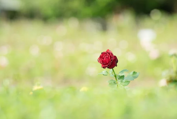Όμορφο Κόκκινο Τριαντάφυλλο Στο Πράσινο — Φωτογραφία Αρχείου