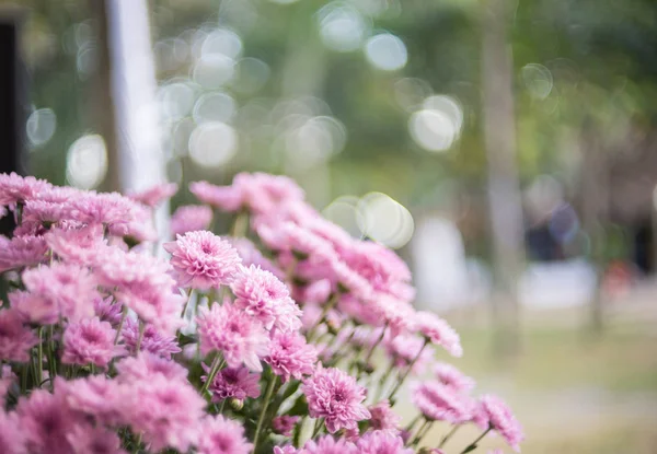 Stelletje Roze Chrysant Bloemen Met Kopie Ruimte Groene Bokeh Achtergrond — Stockfoto