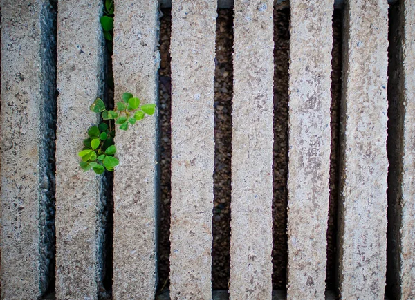 çimento blok arka plan ve doku yeşil çim