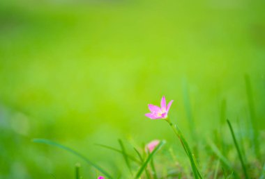 yeşil zemin üzerine mor çimen çiçek