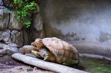 Tepeye kaplumbağalar gezinme