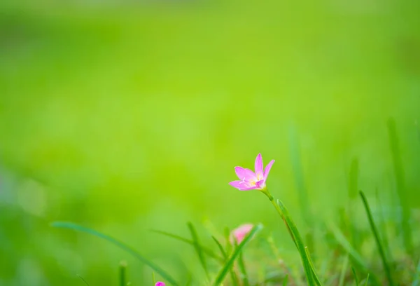 Λουλούδι Μωβ Χόρτο Πράσινο Φόντο — Φωτογραφία Αρχείου