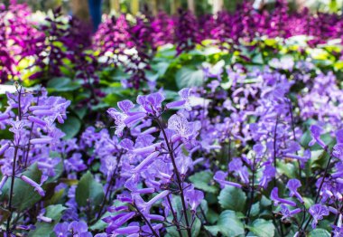 Bahçede mor çiçekler