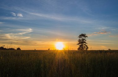 günbatımı ağaç alanında