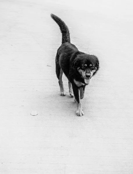 Perro Negro Camino Blanco Negro —  Fotos de Stock