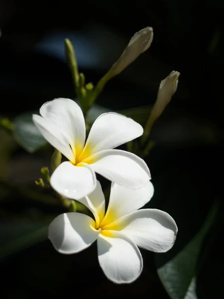 Chute Légère Plumeria Fleurs Sont Blanches Jaunes Fleurissent Sur Arbre — Photo