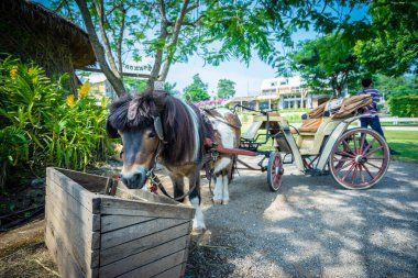 Grupta çim yeme cüce at yüzü yukarı kapatın