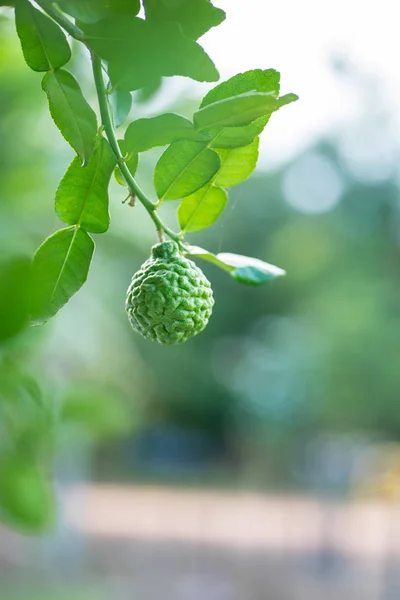 Bergamot meyve ile hafif bokeh arka plan ağaç üzerinde