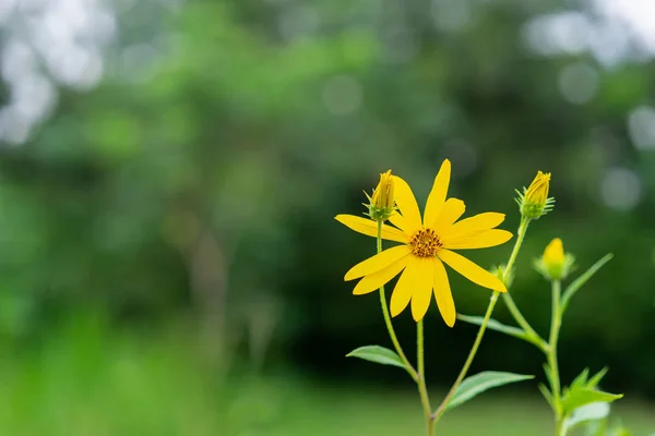 Gelbe Blume Garten Und Grünes Blatt — Stockfoto