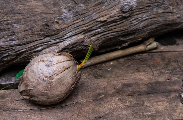 椰树椰子苗准备在木质背景下种植 — 图库照片