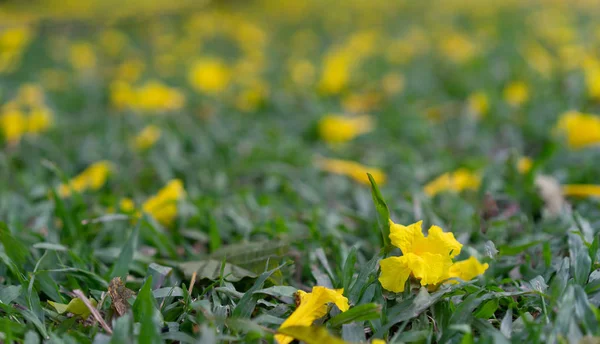 Fleurs jaunes sur le fond du sol — Photo